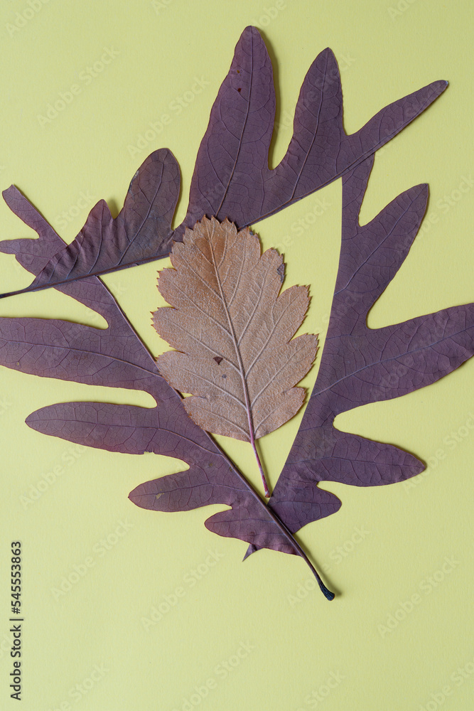 Canvas Prints autumn oak leaf frame and fall leaf