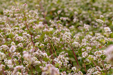 Agricultural field with blooming buckwheat in cloudy weather