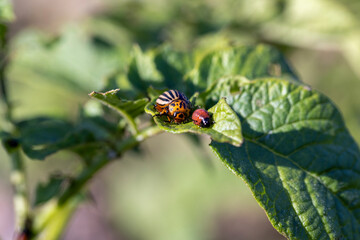 Colorado beetles, growing potatoes as a food product