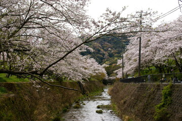 山中渓駅・桜