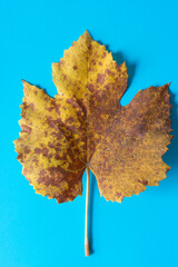 autumn grape leaf isolated on blue paper (macro lens, particular focus)