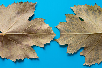 two autumn grape leaves isolated on blue paper (macro lens, particular focus)