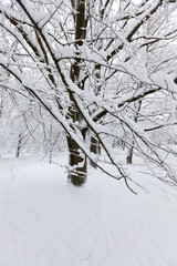 Deciduous trees in the snow in winter