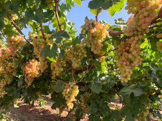 Grape harvest in Israel