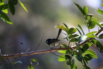 Wild blue and black finch wren on a branch