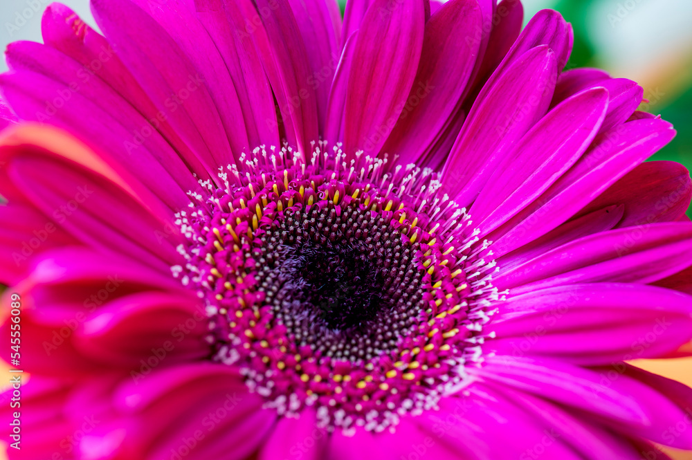 Wall mural pink gerber daisy close up