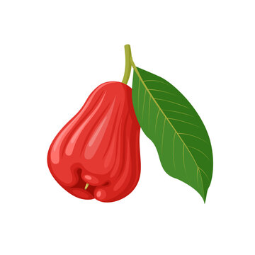 Vector illustration, rose apple fruit, scientific name Syzygium aqueum, isolated on white background.