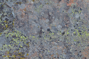 Colorful lichen on rock, abstract details of organic structure, background