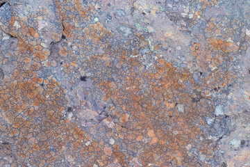 Orange lichen on rock, abstract details of organic structure, background