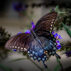 butterfly on a flower