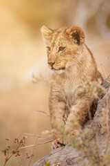 lion cub in Botswana Africa perched on a termite mound observing something. close-up with unfocused background