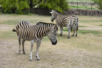 Fototapeta na wymiar zebra in wild, nature and wildlife