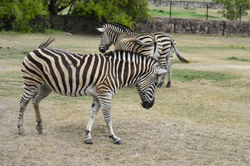 Fototapeta na wymiar zebra in wild, nature and wildlife, Beautiful zebras standing and eating on a grass field