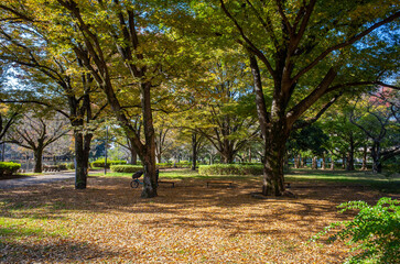 Fototapeta premium 東京の和田堀公園