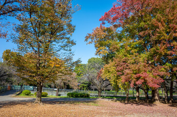 Naklejka premium 東京の和田堀公園