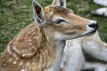 Fototapeta premium Spotted deer wild animal in national park