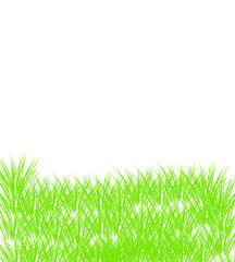 Fototapeta premium green grass isolated on white