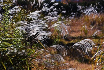 Japanese pampas grass in late autumn. Seasonal background material.