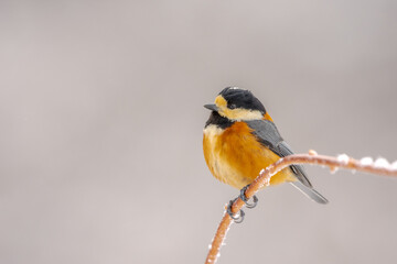 枝にとまるヤマガラ