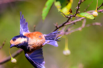 Obraz premium エゴの実をくわえて飛ぶヤマガラ