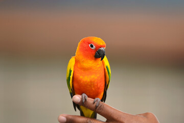 Beautiful parrot perched on a finger