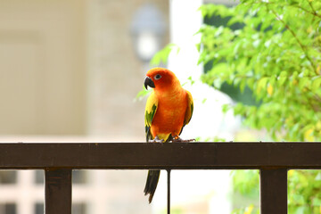 colorful parrot perched on the fence