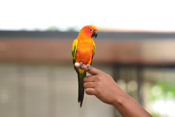 colorful parrot perched on a finger
