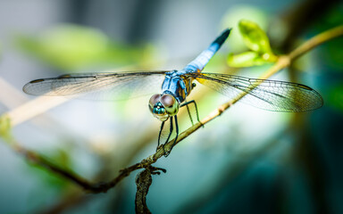 A dragonfly perched on a tree branch and nature background, Selective focus, insect macro, Colorful insect in Thailand. - obrazy, fototapety, plakaty
