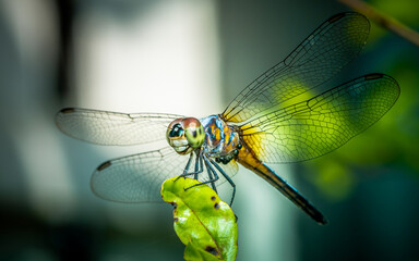 A dragonfly perched on green leaf and nature background, Selective focus, insect macro, Colorful...