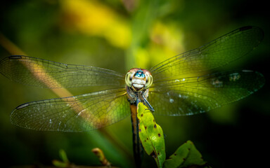 A dragonfly perched on green leaf and nature background, Selective focus, insect macro, Colorful insect in Thailand.
