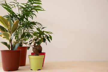 淡色背景の室内にある観葉植物
