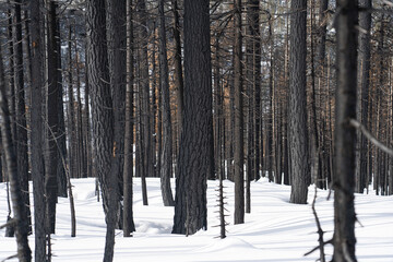 Burnt Trees from Large Wildfire in Sierra Nevada forest during winter