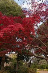 Autumn leaves in full bloom, beautiful gradation of maple, landscape background of blue sky and autumn leaves, maple picking, autumn and winter