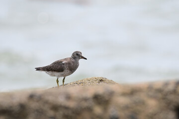  View of a rare Surfbird (Calidris virgata)