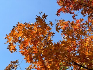Maple leaves - Acer japonicum in autumn season 