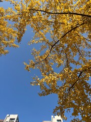autumn in the park - ginko biloba - yellow leaves in autumn 