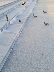 A group of pigeons walk on asphalt. Pigeons are walking.
