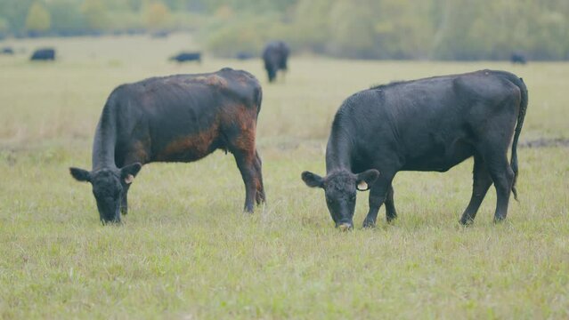 Cows eating grass on beautiful field. Black cow eating fresh spring grass. Selective focus.
