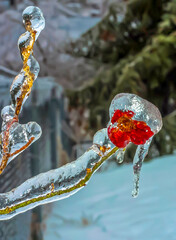 Blooming rose Trapped in ice