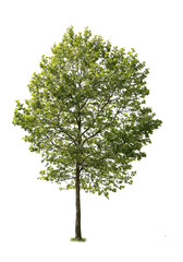 Obraz premium tree isolated on white background. single tree isolated on white background.