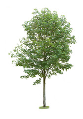 Obraz premium tree isolated on white background. single tree isolated on white background.