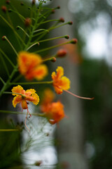 Close-up orange flower with leaves in the garden