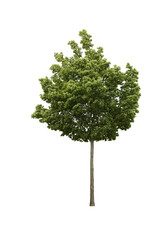 tree isolated on white background. single tree isolated on white background.