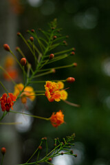 Close-up orange flower with leaves