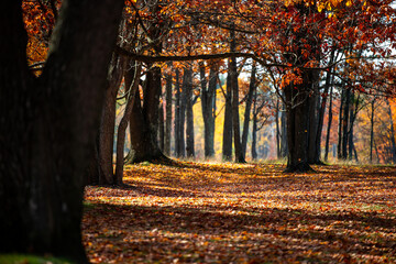 Fototapeta na wymiar Michigan in Autumn