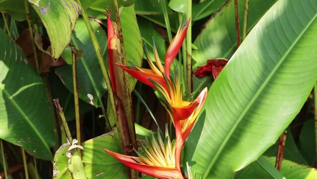 Handheld Shot Of Bird Of Paradise Flower And Leaf Big Island Hawaii
