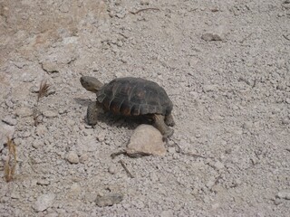 Adorable Desert Tortoise Stumbling Over a Rock 