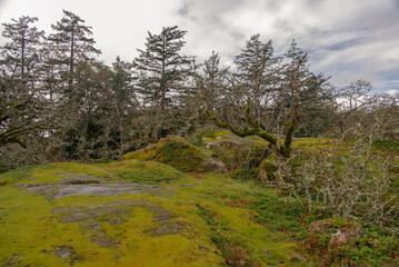Fototapeta na wymiar landscape of Christmas Hill, Vancouver Island