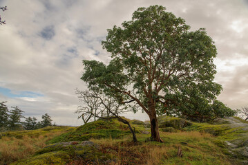 Obraz premium landscape of Christmas Hill, Vancouver Island