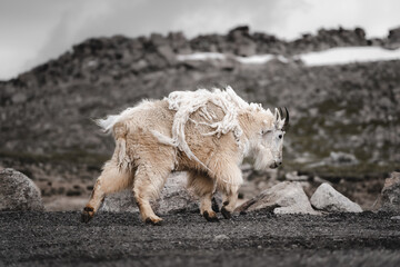 Mountain Goat charging at Mount Evans, Colorado